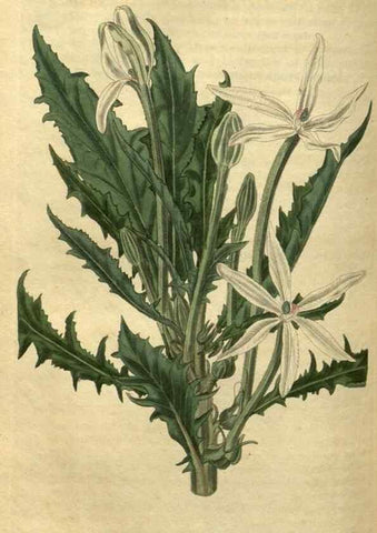 Reproducción/Reproduction 35117880991: Curtis's botanical magazine.. London ; New York [etc.] :Academic Press [etc.]