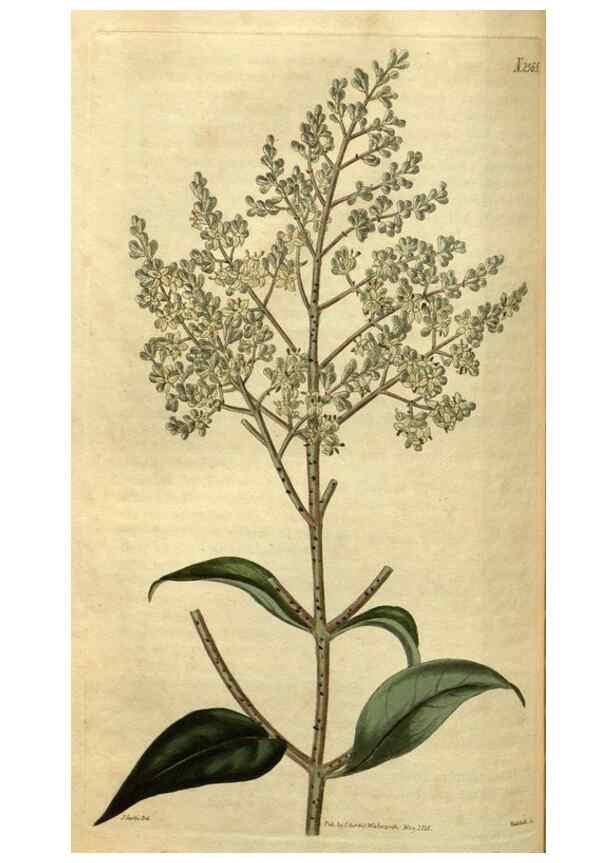 Reproducción/Reproduction 35117884531: Curtis's botanical magazine.. London ; New York [etc.] :Academic Press [etc.]