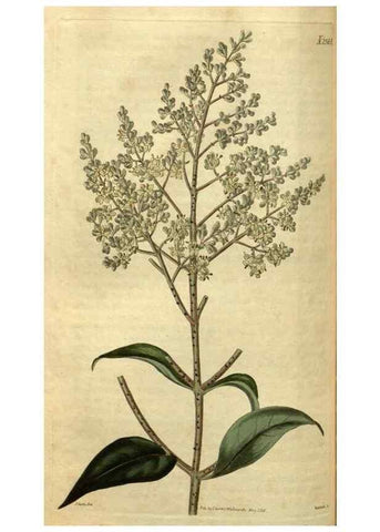 Reproducción/Reproduction 35117884531: Curtis's botanical magazine.. London ; New York [etc.] :Academic Press [etc.]