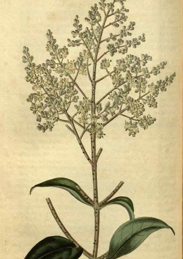Reproducción/Reproduction 35117884531: Curtis's botanical magazine.. London ; New York [etc.] :Academic Press [etc.]