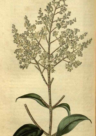 Reproducción/Reproduction 35117884531: Curtis's botanical magazine.. London ; New York [etc.] :Academic Press [etc.]
