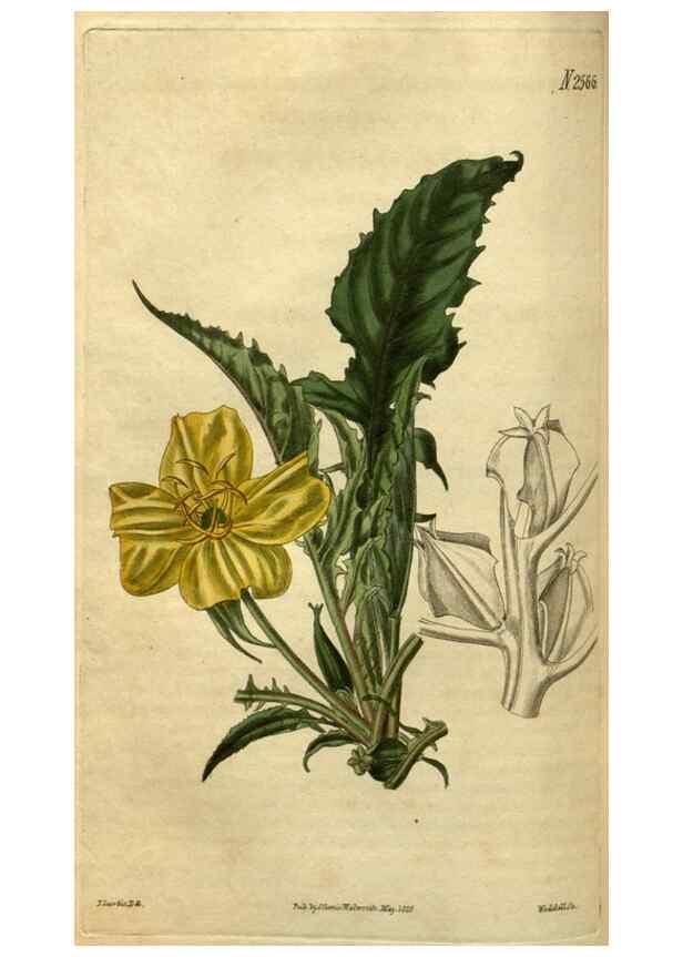 Reproducción/Reproduction 35117886431: Curtis's botanical magazine.. London ; New York [etc.] :Academic Press [etc.]