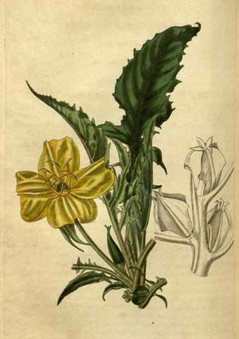 Reproducción/Reproduction 35117886431: Curtis's botanical magazine.. London ; New York [etc.] :Academic Press [etc.]