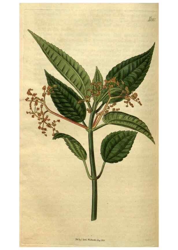 Reproducción/Reproduction 35117888341: Curtis's botanical magazine.. London ; New York [etc.] :Academic Press [etc.]