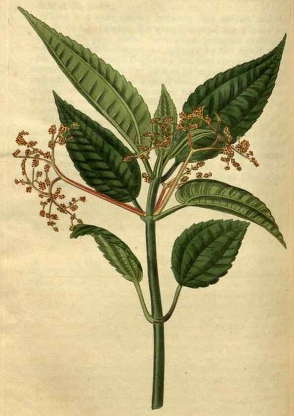 Reproducción/Reproduction 35117888341: Curtis's botanical magazine.. London ; New York [etc.] :Academic Press [etc.]