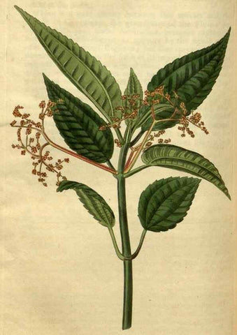 Reproducción/Reproduction 35117888341: Curtis's botanical magazine.. London ; New York [etc.] :Academic Press [etc.]