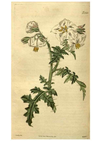 Reproducción/Reproduction 35117890381: Curtis's botanical magazine.. London ; New York [etc.] :Academic Press [etc.]