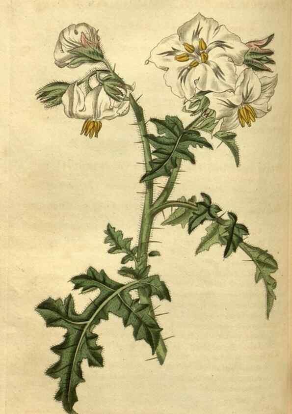 Reproducción/Reproduction 35117890381: Curtis's botanical magazine.. London ; New York [etc.] :Academic Press [etc.]