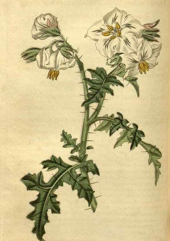 Reproducción/Reproduction 35117890381: Curtis's botanical magazine.. London ; New York [etc.] :Academic Press [etc.]