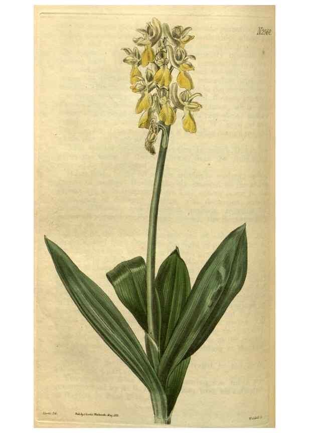 Reproducción/Reproduction 35082351312: Curtis's botanical magazine.. London ; New York [etc.] :Academic Press [etc.]