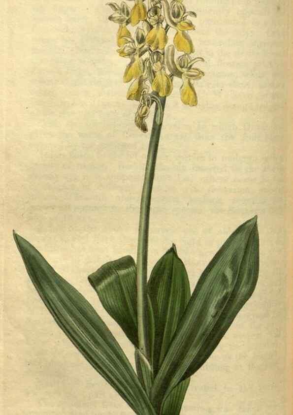 Reproducción/Reproduction 35082351312: Curtis's botanical magazine.. London ; New York [etc.] :Academic Press [etc.]