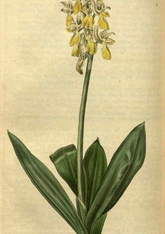 Reproducción/Reproduction 35082351312: Curtis's botanical magazine.. London ; New York [etc.] :Academic Press [etc.]