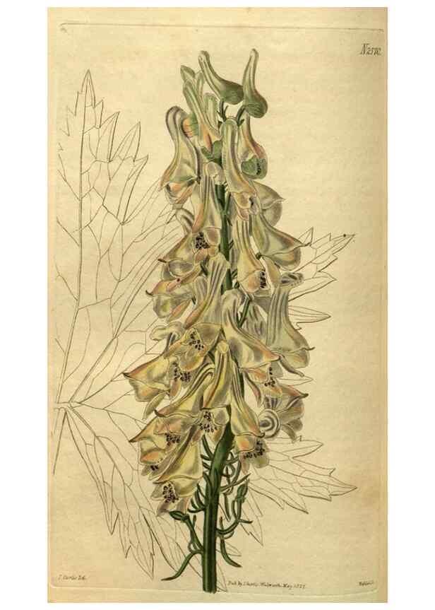 Reproducción/Reproduction 35082353102: Curtis's botanical magazine.. London ; New York [etc.] :Academic Press [etc.]