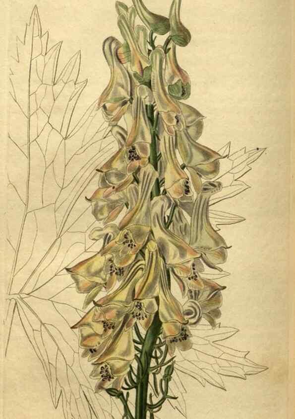 Reproducción/Reproduction 35082353102: Curtis's botanical magazine.. London ; New York [etc.] :Academic Press [etc.]