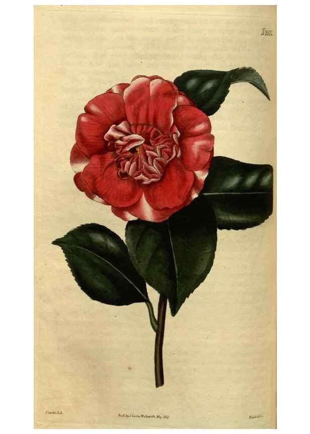 Reproducción/Reproduction 35082354932: Curtis's botanical magazine.. London ; New York [etc.] :Academic Press [etc.]