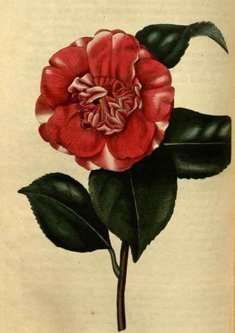 Reproducción/Reproduction 35082354932: Curtis's botanical magazine.. London ; New York [etc.] :Academic Press [etc.]
