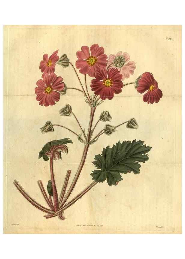 Reproducción/Reproduction 35117882701: Curtis's botanical magazine.. London ; New York [etc.] :Academic Press [etc.]