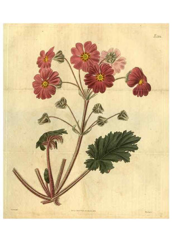 Reproducción/Reproduction 35117882701: Curtis's botanical magazine.. London ; New York [etc.] :Academic Press [etc.]