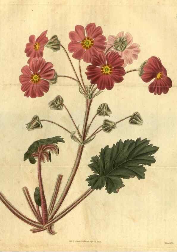 Reproducción/Reproduction 35117882701: Curtis's botanical magazine.. London ; New York [etc.] :Academic Press [etc.]