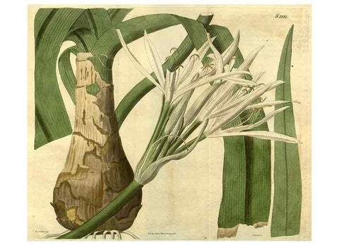 Reproducción/Reproduction 34860697610: Curtis's botanical magazine.. London ; New York [etc.] :Academic Press [etc.]