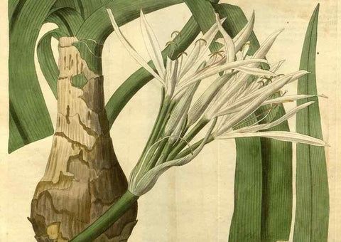 Reproducción/Reproduction 34860697610: Curtis's botanical magazine.. London ; New York [etc.] :Academic Press [etc.]
