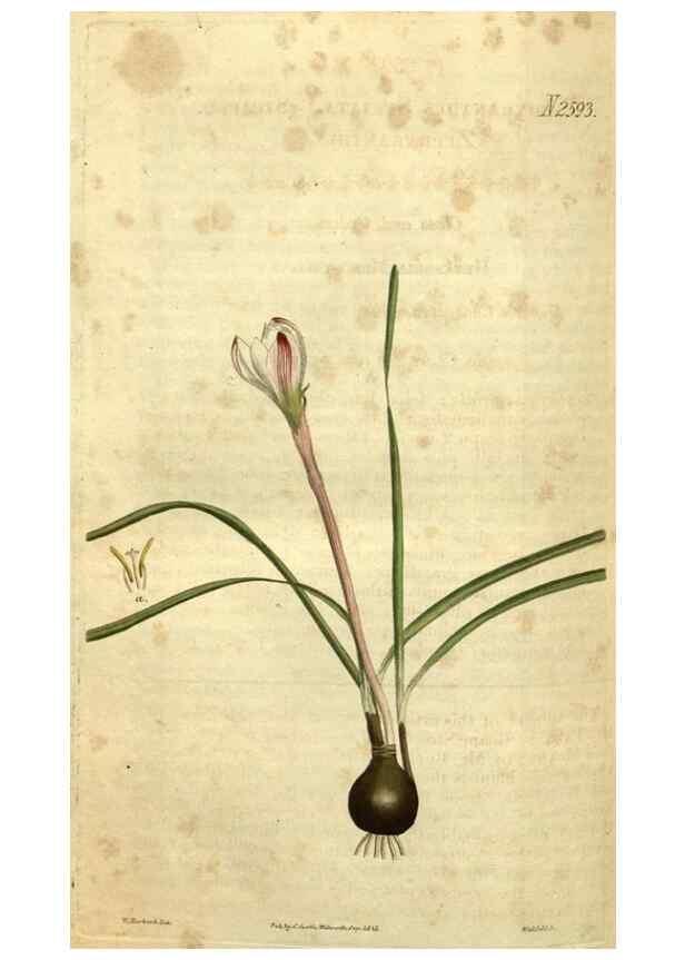 Reproducción/Reproduction 34860699890: Curtis's botanical magazine.. London ; New York [etc.] :Academic Press [etc.]