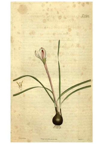 Reproducción/Reproduction 34860699890: Curtis's botanical magazine.. London ; New York [etc.] :Academic Press [etc.]