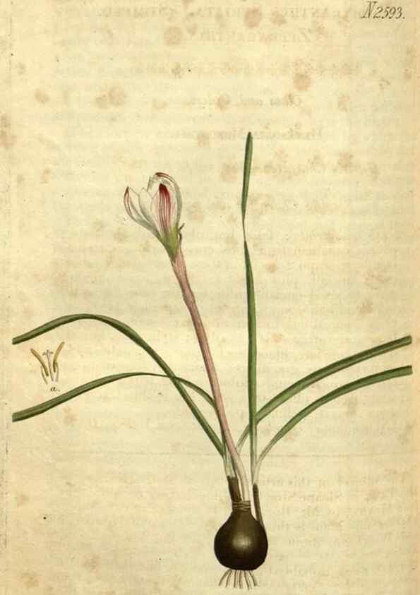Reproducción/Reproduction 34860699890: Curtis's botanical magazine.. London ; New York [etc.] :Academic Press [etc.]