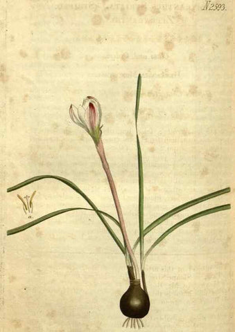 Reproducción/Reproduction 34860699890: Curtis's botanical magazine.. London ; New York [etc.] :Academic Press [etc.]