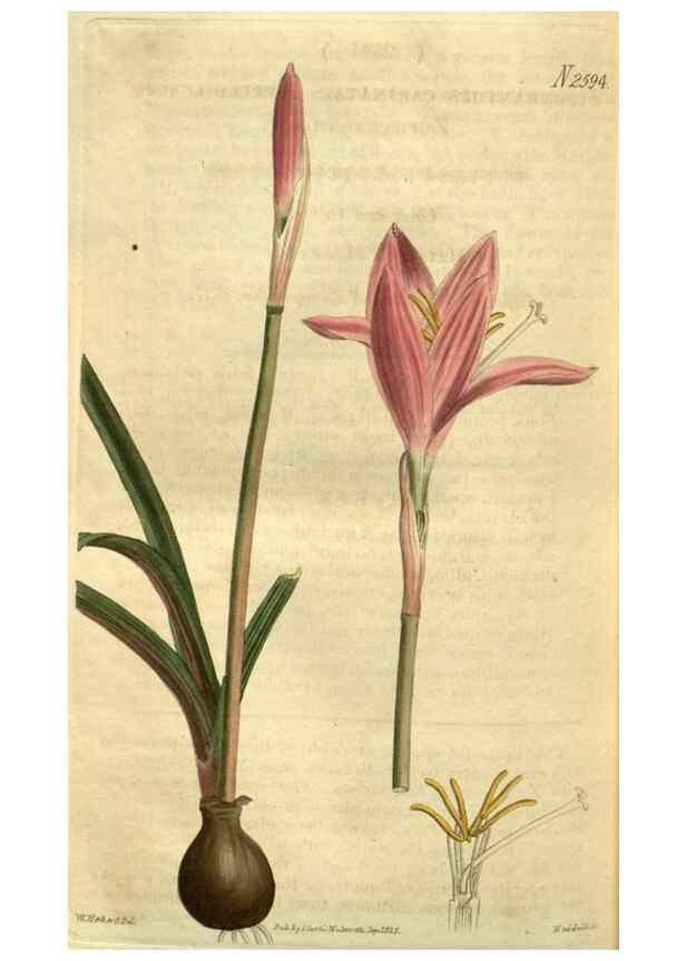 Reproducción/Reproduction 35117941811: Curtis's botanical magazine.. London ; New York [etc.] :Academic Press [etc.]