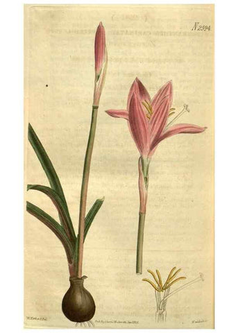 Reproducción/Reproduction 35117941811: Curtis's botanical magazine.. London ; New York [etc.] :Academic Press [etc.]