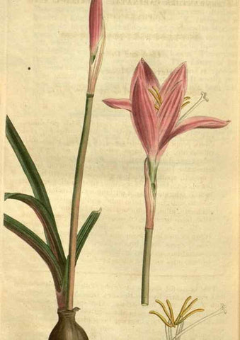 Reproducción/Reproduction 35117941811: Curtis's botanical magazine.. London ; New York [etc.] :Academic Press [etc.]