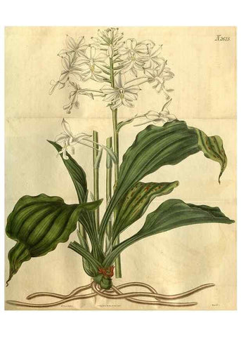 Reproducción/Reproduction 35118055991: Curtis's botanical magazine.. London ; New York [etc.] :Academic Press [etc.]