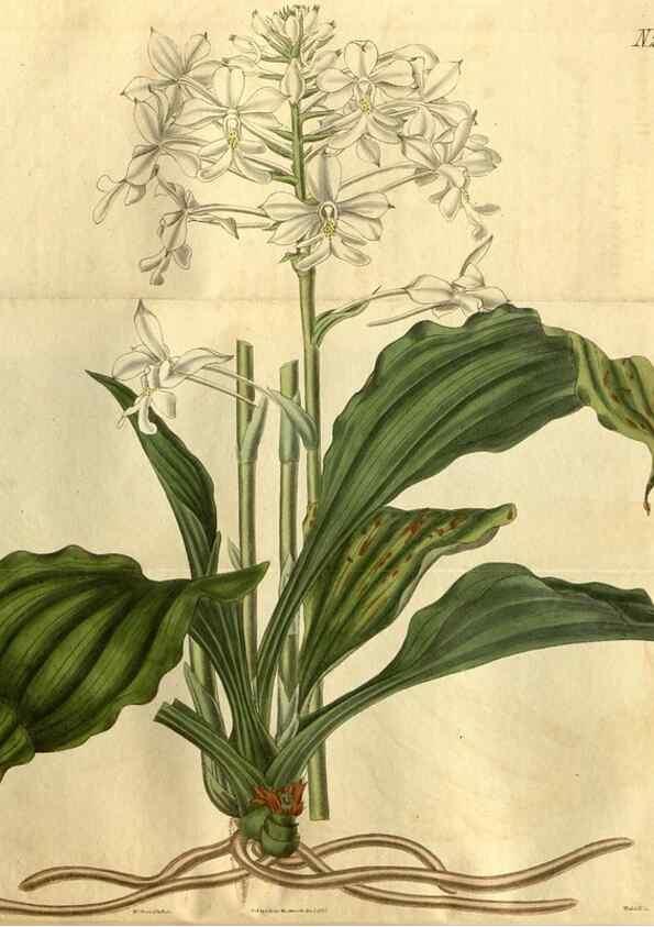 Reproducción/Reproduction 35118055991: Curtis's botanical magazine.. London ; New York [etc.] :Academic Press [etc.]