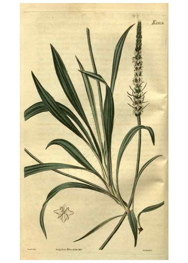 Reproducción/Reproduction 35118058631: Curtis's botanical magazine.. London ; New York [etc.] :Academic Press [etc.]