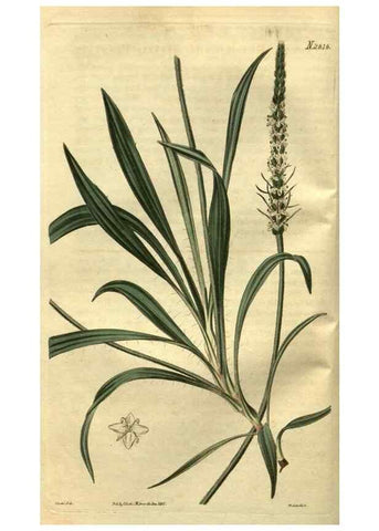 Reproducción/Reproduction 35118058631: Curtis's botanical magazine.. London ; New York [etc.] :Academic Press [etc.]