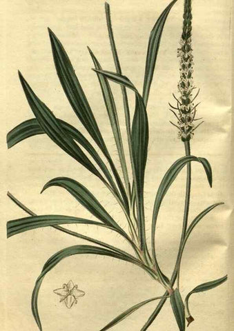 Reproducción/Reproduction 35118058631: Curtis's botanical magazine.. London ; New York [etc.] :Academic Press [etc.]