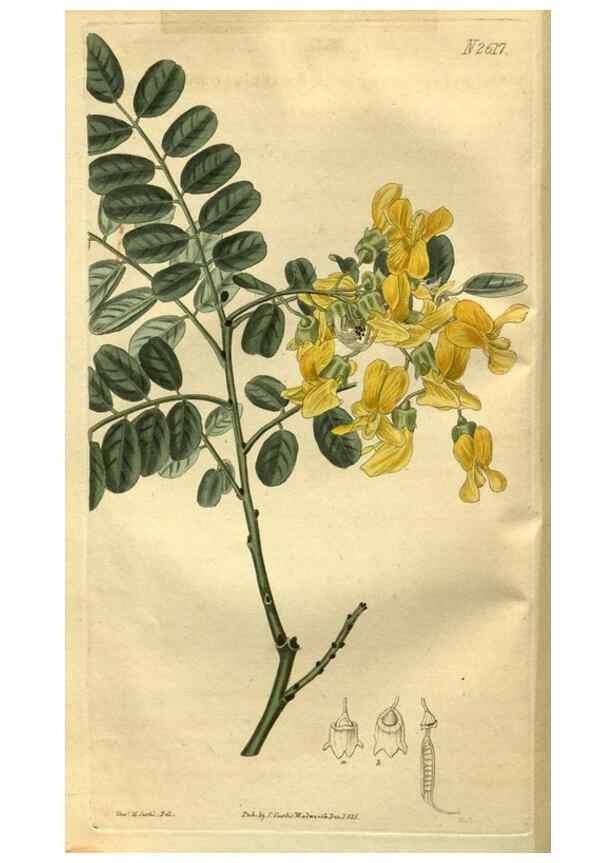 Reproducción/Reproduction 35118061301: Curtis's botanical magazine.. London ; New York [etc.] :Academic Press [etc.]