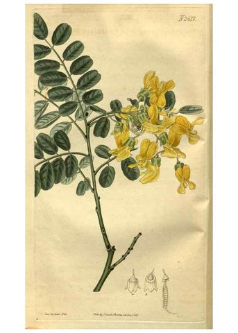 Reproducción/Reproduction 35118061301: Curtis's botanical magazine.. London ; New York [etc.] :Academic Press [etc.]