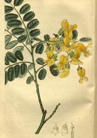 Reproducción/Reproduction 35118061301: Curtis's botanical magazine.. London ; New York [etc.] :Academic Press [etc.]