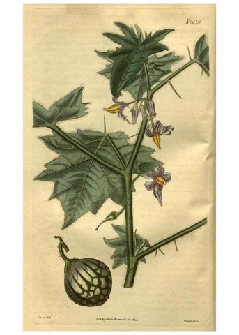 Reproducción/Reproduction 35082500132: Curtis's botanical magazine.. London ; New York [etc.] :Academic Press [etc.]