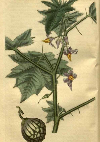 Reproducción/Reproduction 35082500132: Curtis's botanical magazine.. London ; New York [etc.] :Academic Press [etc.]