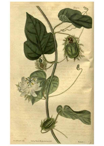 Reproducción/Reproduction 34403855234: Curtis's botanical magazine.. London ; New York [etc.] :Academic Press [etc.]