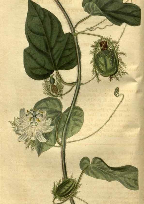 Reproducción/Reproduction 34403855234: Curtis's botanical magazine.. London ; New York [etc.] :Academic Press [etc.]