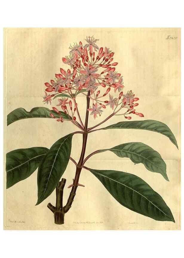 Reproducción/Reproduction 35207851916: Curtis's botanical magazine.. London ; New York [etc.] :Academic Press [etc.]