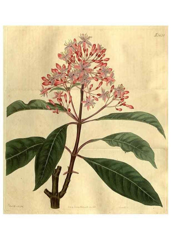 Reproducción/Reproduction 35207851916: Curtis's botanical magazine.. London ; New York [etc.] :Academic Press [etc.]