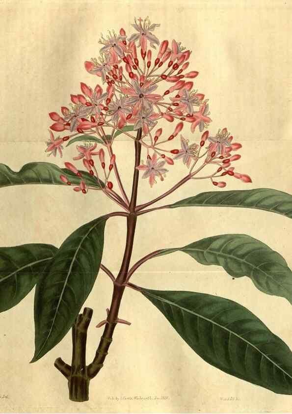 Reproducción/Reproduction 35207851916: Curtis's botanical magazine.. London ; New York [etc.] :Academic Press [etc.]