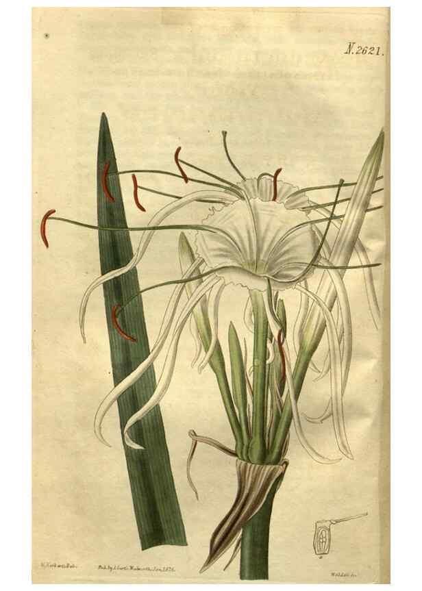 Reproducción/Reproduction 35207854106: Curtis's botanical magazine.. London ; New York [etc.] :Academic Press [etc.]