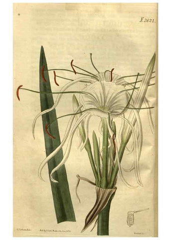 Reproducción/Reproduction 35207854106: Curtis's botanical magazine.. London ; New York [etc.] :Academic Press [etc.]