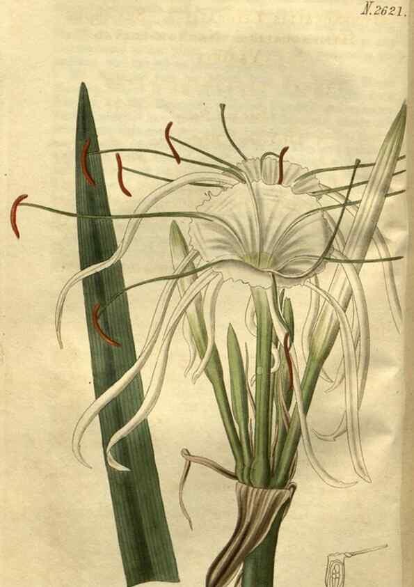Reproducción/Reproduction 35207854106: Curtis's botanical magazine.. London ; New York [etc.] :Academic Press [etc.]